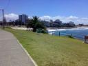 Cronulla Beach, a palm tree